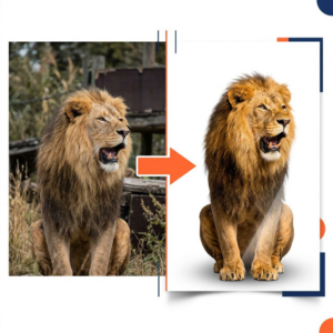 Lion photo with the background removed for full color DTF printing